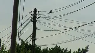Ciężarówka zerwała kable, które złamały słupy