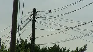 Ciężarówka zerwała kable, które złamały słupy