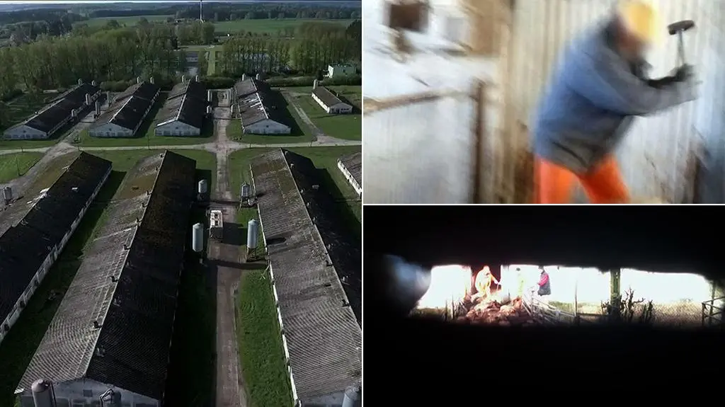 Zabijali świnie młotkiem i patrzyli jak cierpią