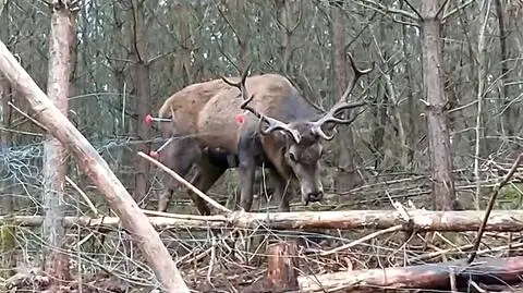 Konieczne było uśpienie jelenia przed akcją ratunkową
