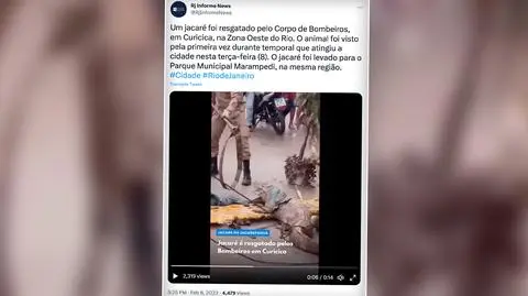 Po ulewach na ulice wypłynęły kajmany. Utrudniają akcje ratunkowe