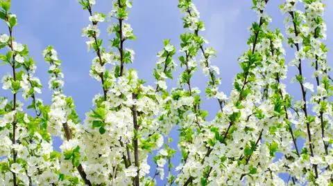 Dziś deszcz i burze w części kraju