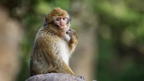 Co łączy ludzi, makaki i świnki morskie? Podobna reakcja mózgu na dźwięki mowy