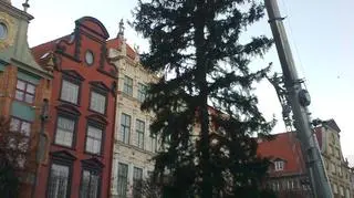 Gdańskie drzewko ma 28-metrów