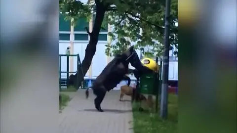 Sprytna locha w Sopocie walczy ze śmietnikiem
