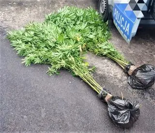 Na działce rosły 34 krzaki konopi indyjskich