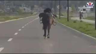 Ulicami Świdnika biegał koń bez jeźdźca