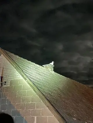Ptak prawdopodobnie nie potrafił sam zlecieć na ziemię 