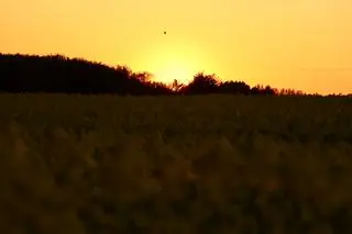 23-latkę znaleziono w polu rzepaku (zdjęcie ilustracyjne)