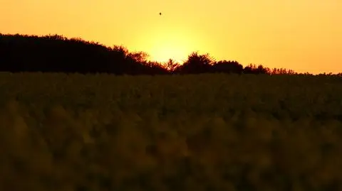 23-latkę znaleziono w polu rzepaku (zdjęcie ilustracyjne)