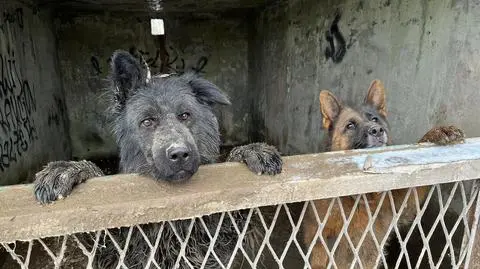 Psy przez trzy miesiące nie wychodziły z betonowych boksów
