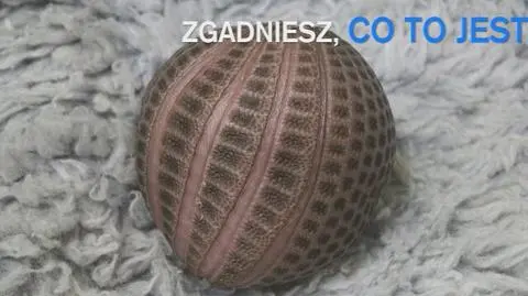 Obcy w stolicy? Nie to nowy maluch z zoo
