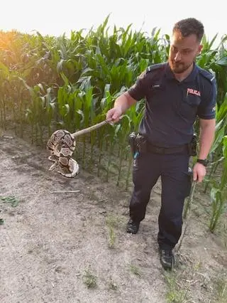 Pyton królewski pełzał w polu kukurydzy 