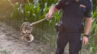 Pyton królewski pełzał w polu kukurydzy 