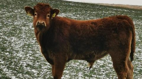 They live in a forest and won't let themselves get caught. Cows chose freedom and escaped from farm