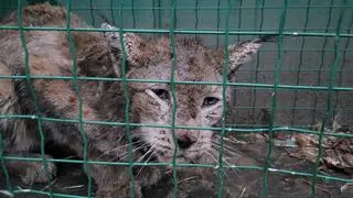 Rudy po podaniu pierwszej dawki leków