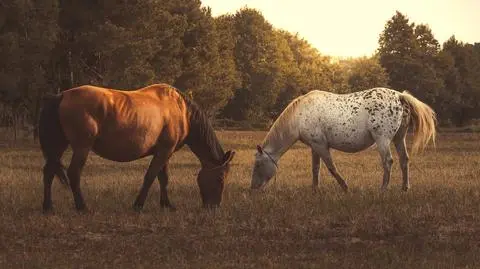 kon konie shutterstock_2137657131