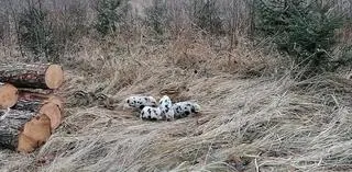 Warchlaki nic nie robiły sobie z obecności leśniczego