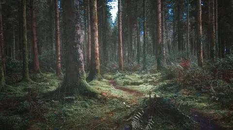Zgubił się w lesie i wpadł do bagna. Pomogła mu latarka w telefonie
