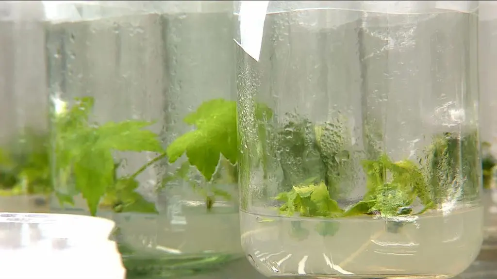 Miała pomagać nie ma jej w aptekach