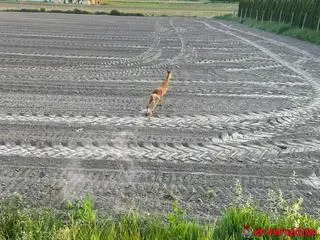 Na koniec pobiegła w znanym sobie kierunku 