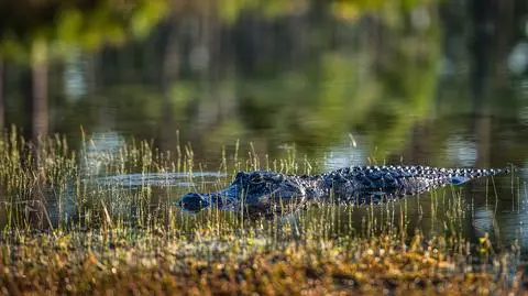 Krokodyl z Parku Narodowego Everglades na Florydzie 