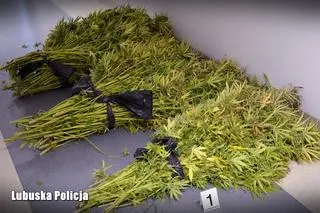 Ścięte krzaki konopi