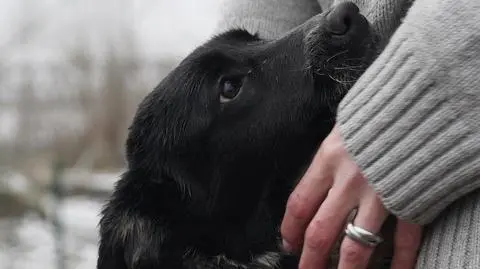 "Piły wodę z toalety, jadły rośliny doniczkowe". Ratują zwierzęta zostawione na pastwę losu