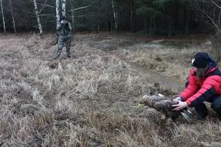 Bielika wypuszczono w środę