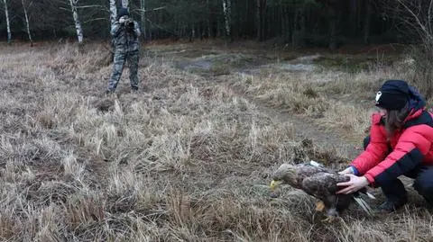 Bielika wypuszczono w środę