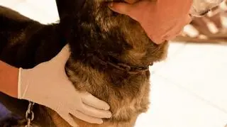 Łańcuch wrzynał się w szyję zwierzecia