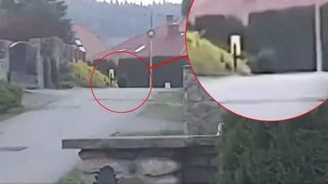 Niedźwiedź był widziany między domami w Bykowcach pod Sanokiem 
