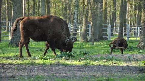 Oba żubrzątka urodziły się w maju