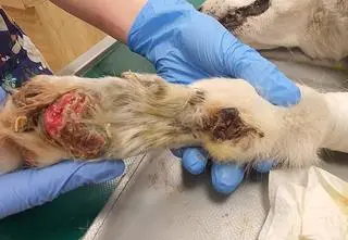 Ciągnęła psa za autem. Obrońcy zwierząt zadowoleni z wyroku. "Może teraz oprawcy dwa razy się zastanowią"