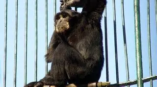 Gibon siamang