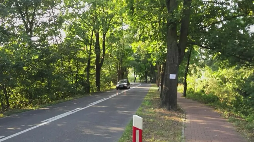 Tabliczki na drzewach. Tak chcą je ocalić