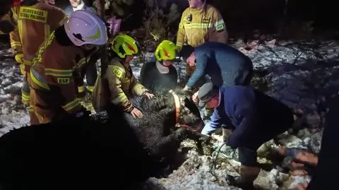 Dwa konie wpadły do bagna i nie mogły wyjść. Pomogli strażacy
