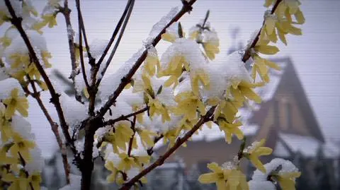 Co dla przyrody oznacza zima bez śniegu