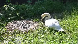 Łabędzia rodzina z Bydgoszczy powiększyła się