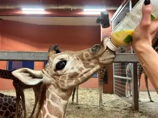 W zoo w Chorzowie urodziła się samica żyrafy