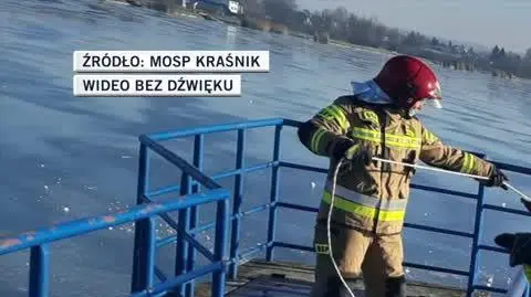 krasnik labedzie 