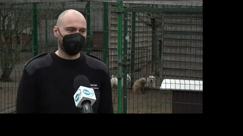 policja psy