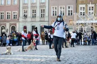  Właściciele psów rasy golden retriever kwestują w Poznaniu podczas 29. Finału WOŚP