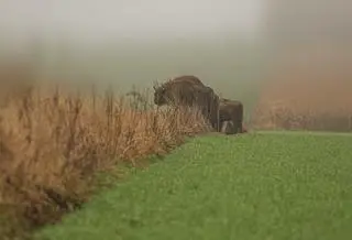 Żubry w obiektywie Reportera24