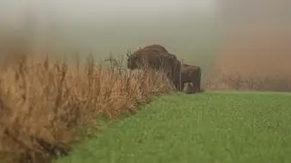 Żubry w obiektywie Reportera24