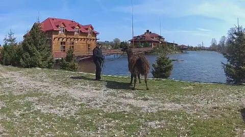 Bieruński lama w nowym domu pod Lublinem