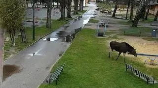 Najpierw kąpiel, potem plac zabaw. Łoś w oku kamery