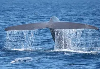 Limity prędkości w Kalifornii. Mają chronić... walenie