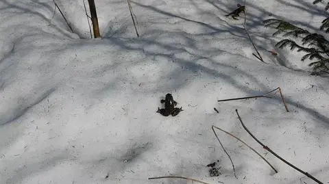 Żaby spacerują w odstępach