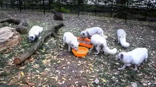 Od listopada zwierzęta żyją już w Starym Zoo w Poznaniu
